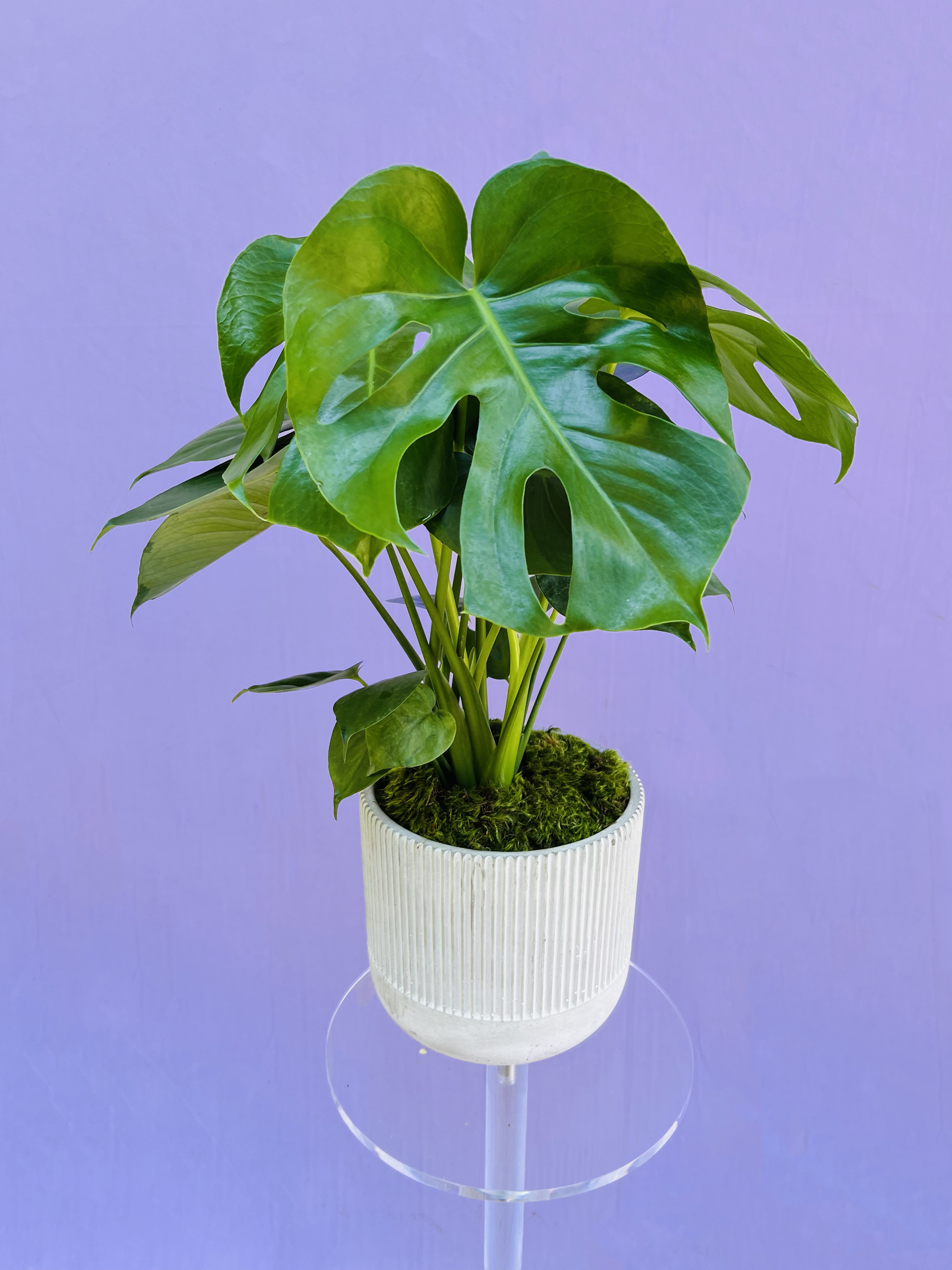 PLANTS